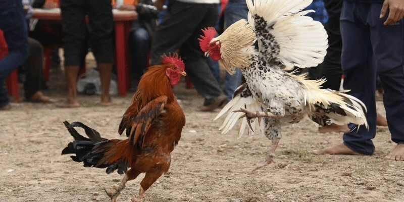 Luật chơi đá gà cho tân thủ