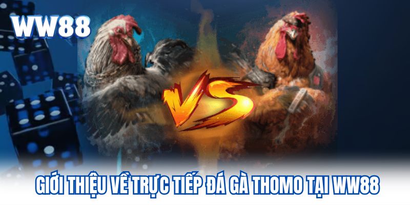 Trực Tiếp Đá Gà Thomo Hình Thức Giải Trí Đặc Sắc Tại WW88 Giới thiệu về trực tiếp đá gà Thomo tại WW88